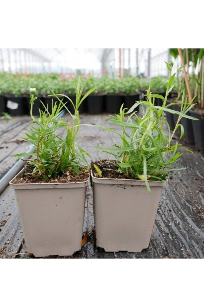 Деревій чихавковий в контейнері Р9